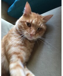 今日のナツメさん | その他
