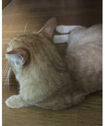 黄昏中のナツメさん | その他