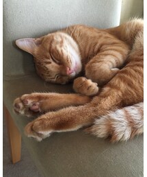 今日のナツメさん | その他