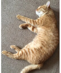 今日のナツメさん | その他