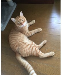 今日のナツメさん | その他