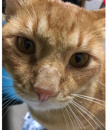 今日のナツメさん | その他