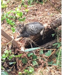 通りすがりの猫🐈 | その他