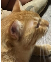 今日のナツメさん | その他