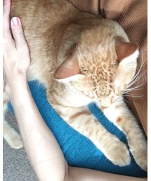 今日のナツメさん | その他