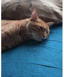 今日のナツメさん | その他