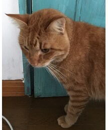 今日のナツメさん | その他