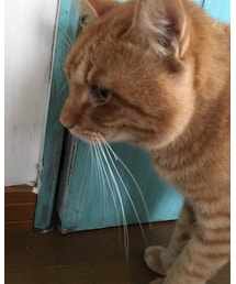 今日もナツメさん | その他