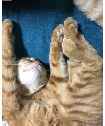 ナツメさんの寝相 | その他