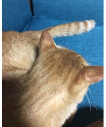 後頭部ナツメさんの | その他