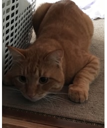 獲物狙うナツメさん🐈 | その他