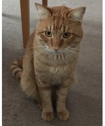 今日のナツメさん | その他