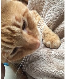今日のナツメさん | その他