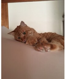 今日のナツメさん | その他