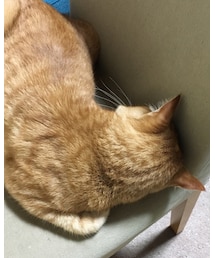 今日のナツメさん | その他