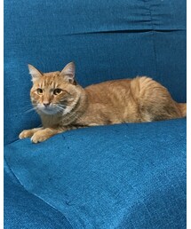 今日のナツメさん | その他