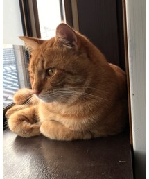 今日のナツメさん | その他