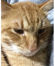 今日のナツメさん | その他