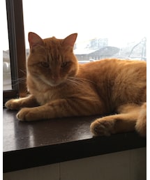 今日のナツメさん | その他