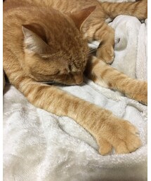 今日のナツメさん | その他