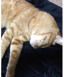 今日のナツメさん | その他