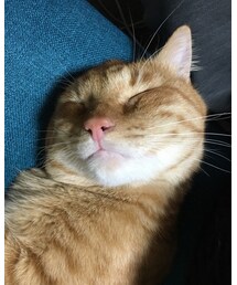 今日のナツメさん | その他