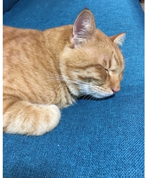 今日のナツメさん | その他