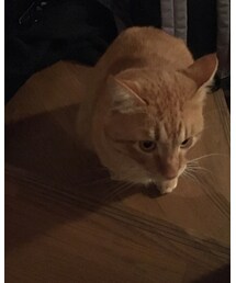 今日のナツメさん | その他