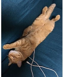 今日のナツメさん | その他