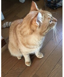 今日のナツメさん | その他