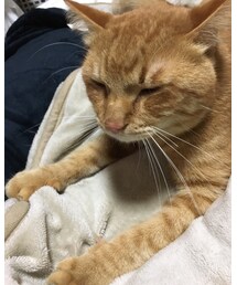 今日のナツメさん | その他