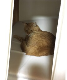 今日のナツメさん | その他