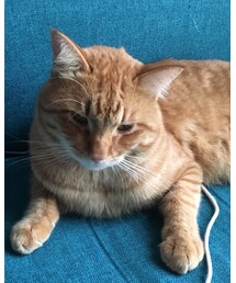 今日のナツメさん | その他