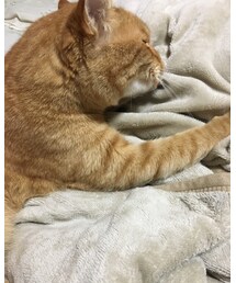 今日のナツメさん | 全力で毛布もみもみ中❤️(その他)