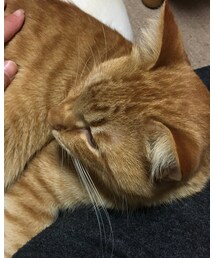 今日のナツメさん | その他