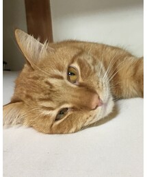 今日のナツメさん | その他