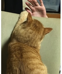 今日のナツメさん | その他