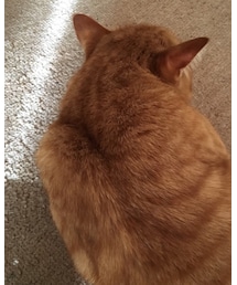 背中で語るナツメさん🐈 | 「責任は俺がとる。思い切りやって来い。」(その他)