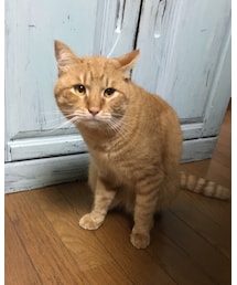 今日のナツメさん | その他