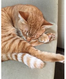 今日のナツメさん | その他