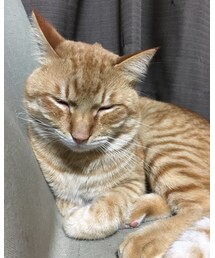 今日のナツメさん | その他