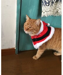 ナツメサンタ🎄 | その他