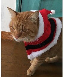 昨日のナツメさんver.2 | その他