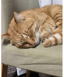 今日のナツメさん | その他