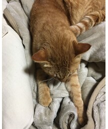 今日のナツメさん | その他