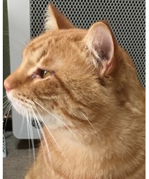 今日のナツメさん | その他