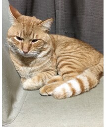 今日のナツメさん | その他
