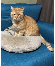 踏み踏み中ですけど何か？ | その他