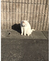 散歩中出会った美人さん🐈 | その他