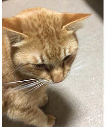 今日のナツメさん | その他